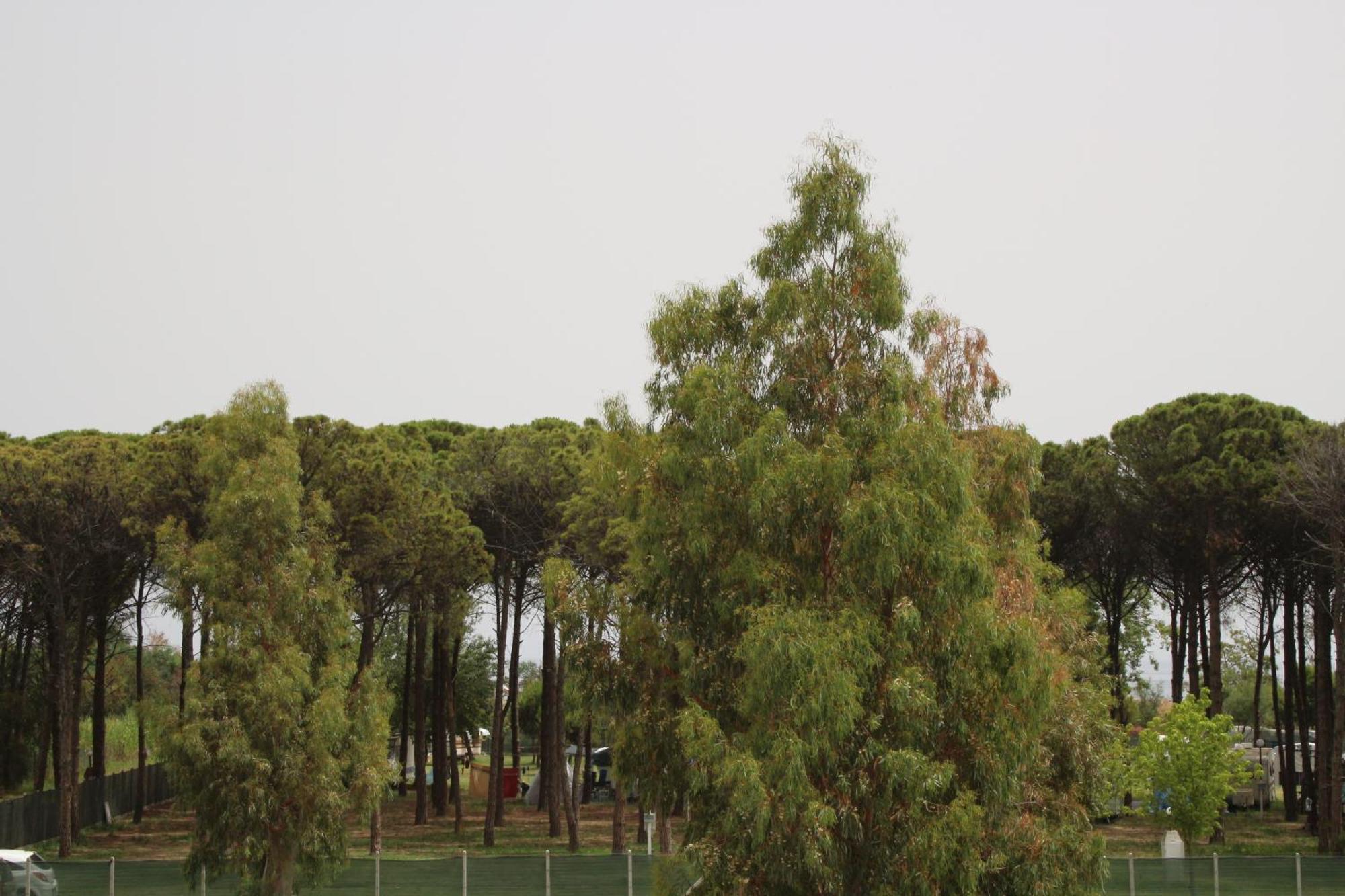 Levante Marina di Schiavonea Kültér fotó